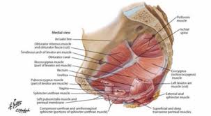 Deep Pelvic Muscles Netter Levator Ani Pelvic Floor Muscle