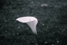 Alisson Fernando Beck Birck