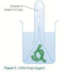 Maybe you would like to learn more about one of these? B1 4 2 Photosynthesis Experiments Flashcards Quizlet