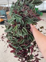 Image result for Cissus