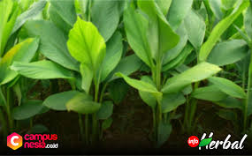 Temulawak merupakan tanaman obat asli khas negara indonesia, khususnya di pulau jawa. Info Herbal Mengenal Tanaman Temu Lawak Campusnesia Co Id
