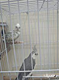 زوج كروان هولندي مميز animals parrot owl
