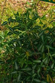 Image result for Desmodium uncinatum