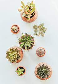Many people start out with cactus as a gift plant and don't think much about cactus propagation. Start Your Own Succulent Plant Business Niche Business Ideas