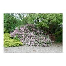 Image result for Syringa meyeri ´Palibin