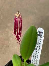 Image result for Bulbophyllum humblotii