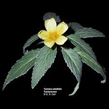 Image result for Turneraceae