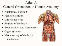 These planes are often used to describe location of structures or to body regions are further subdivisions of the body quadrants. Ppt Atlas A General Orientation To Human Anatomy Powerpoint Presentation Id 1196701