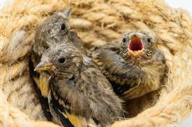 Come prendersi cura di uccellini appena nati. Come Nutrire I Piccoli Cardellini I Miei Animali