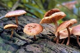Jul 17, 2021 · magic mushrooms are a hallucinogenic fungus that grow on the ground. Man Sent To Icu After Shroom Tea Injection Leads To Magic Mushrooms Growing In His Blood Health24