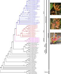 Image result for Tapinanthus constrictiflorus