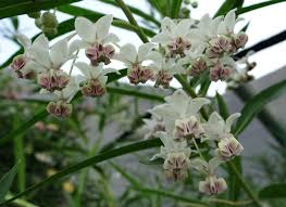 Asclepias Physocarpa Hairy Balls Balloon Pod Milkweed Host For Monarchs Unexpected Cycnias Milkweed Tussocks White Flowering Plants Asclepias Milkweed