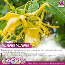 Adam masih tidak terganggu, tidurnya masih tet. Siapa Tahu Ylang Ylang Nie Bunga Tasneem Naturel House Facebook