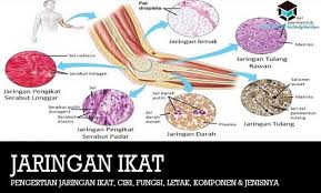 Panjang diukur dari ujung ke ujung pada taper pin.fastener ini digunakan. Pengertian Jaringan Ikat Ciri Fungsi Komponen Jenisnya
