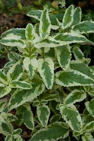 Image result for Scleria porphyrocarpa