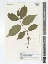 Image result for Vangueria madagascariensis
