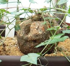 Image result for Momordica boivinii