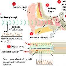 We did not find results for: Gambar 10 16 Proses Mendengar Pada Manusia Download Scientific Diagram