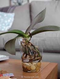 2 Best Images About Great Ideas On Pinterest The O Jays Awesome And Blog Orchids In Water Growing Orchids Orchids