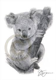 Pencil Portraits Gary Tymon S Blog Koala Drawing Koala Tattoo Baby Koala