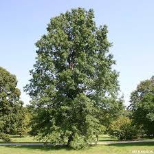 Pin Oak Tree On The Tree Guide At Arborday Org