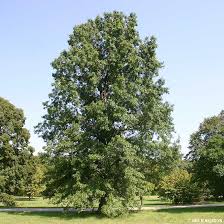 pin oak tree on the tree guide at arborday org