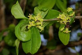 Image result for Strychnos madagascariensis
