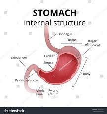 Simple Stomach Diagram Stomach Structure Stomach Anatomy Stomach Diagram Digestive System Anatomy Stomach