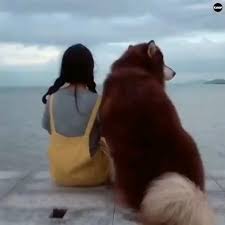 Pin By 68kusagi On Video Dog Friend Video In 2020 Funny Animals Funny Animal Videos Cute Animals