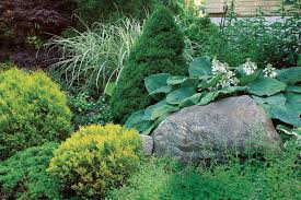 The finely textured foliage breaks up the bold effects of large leaved plants. Designing With Dwarf Conifers Finegardening