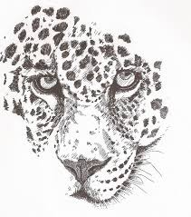 In this quick tutorial you'll learn how to draw a leopard in just a few quick steps, but first… leopards are part of the felidae, or cat, family. Leopard Drawing By Pat Barker