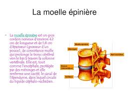 Si l'on observe une coupe transversale de moelle épinière, la disposition de la substance grise de part et d'autre du canal de l'épendyme est symétrique ; Ppt La Moelle Epiniere Powerpoint Presentation Free Download Id 4211614