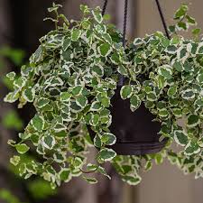 Image result for Ficus persicifolia