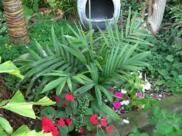 Image result for Chamaedorea radicalis