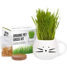 Cat grass growing kit with organic seed, organic soil and cat planter. Organic Cat Grass Growing Kit With Organic Seed Mix Amazon In Garden Outdoors