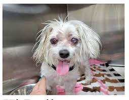 The Story of Buddy: A Second Chance at Love