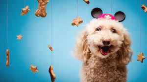 There are 109 days left in the year. International Dog Day 2021 When Why How To Celebrate Bookmypainting