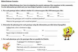 Spongebob's cousin, spongejimbob, is a heterozygous yellow sponge. Sponge Bob Genetics Lab Activity Educational Resource