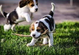 Current adoption specials cat adoptions. Diy Garden Bench Ideas Free Plans For Outdoor Benches Bench Leg Beagles For Sale