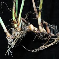 Image result for Fuirena pachyrrhiza