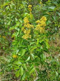Image result for Dalbergia obovata