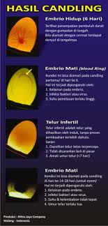 Secara umum, ayam petelur adalah ayam yang tujuan pemeliharaannya adalah untuk menghasilkan telur. Panduan Cara Mudah Menggunakan Alat Teropong Telur Tetas Alattetas Com
