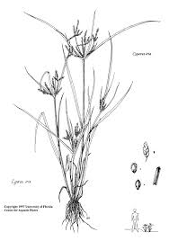 Image result for Cyperus distans