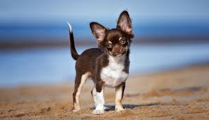 If you buy chihuahuas from breeders, the breeders will take care of the vaccination. Chihuahua Puppies Ownership Guide Purina Australia
