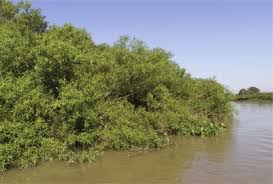 Image result for Ancylobothrys scandens