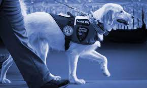 This will help a disabled veteran get thru the day knowing. Service Dog Registration Emotional Support Dog Therapy Dog