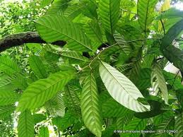 Image result for Coula edulis