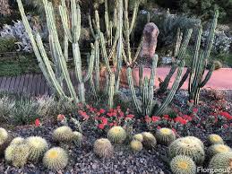 Go to all plant identification threads. 59 Different Succulent Types With Names And Pictures Florgeous