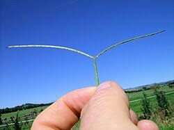 Image result for Paspalum conjugatum