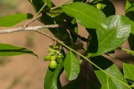 Image result for Brackenridgea zanguebarica